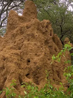 புற்று மண் - Putru Sand